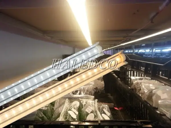 Đèn Led Trồng Cây Giá Rẻ