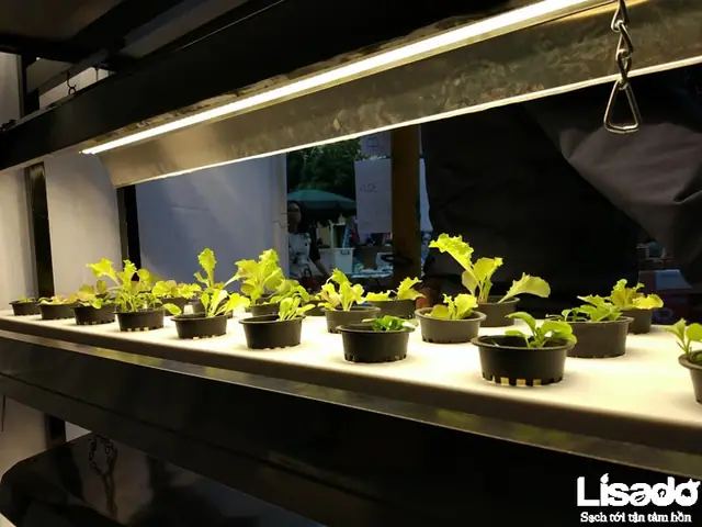 Đèn Led Trồng Cây Hà Nội