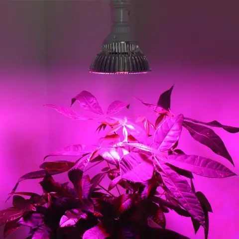 Đèn Led Trồng Cây Hà Nội