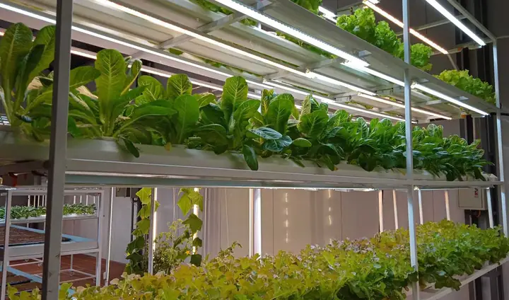 Đèn Led Trồng Cây Hà Nội