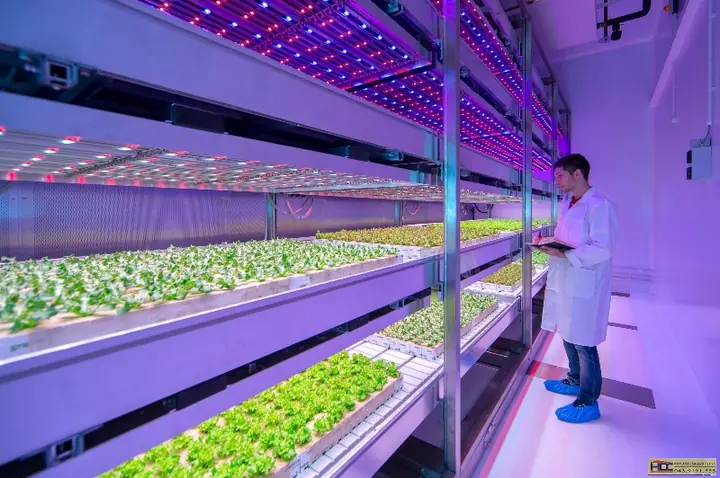 Đèn Led Trong Nông Nghiệp