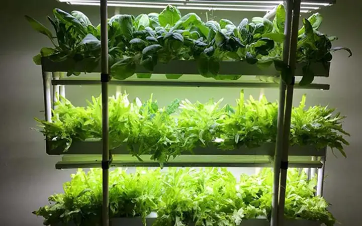 Đèn Led Trồng Rau Thủy Canh