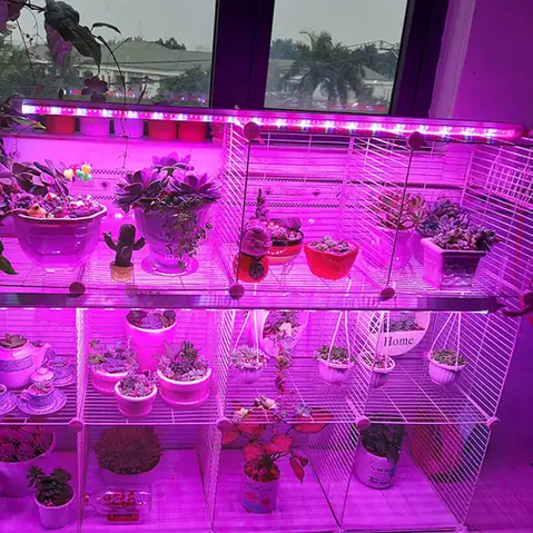 Đèn Led Trồng Sen Đá