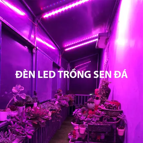 Đèn Led Trồng Sen Đá