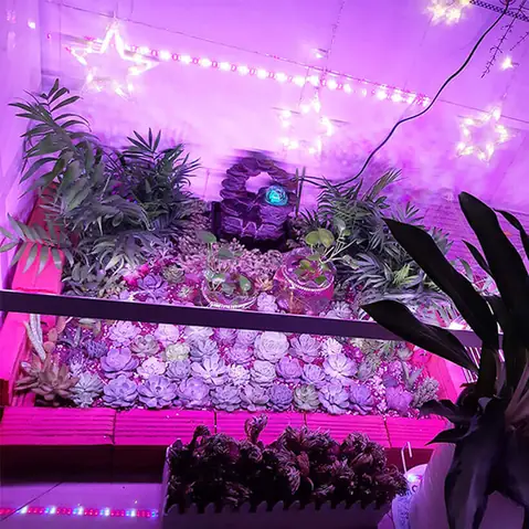 Đèn Led Trồng Sen Đá