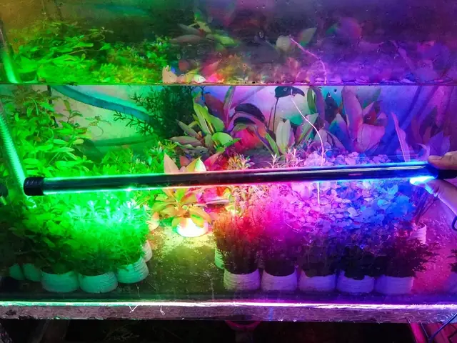 Đèn Led Vàng Hồ Cá