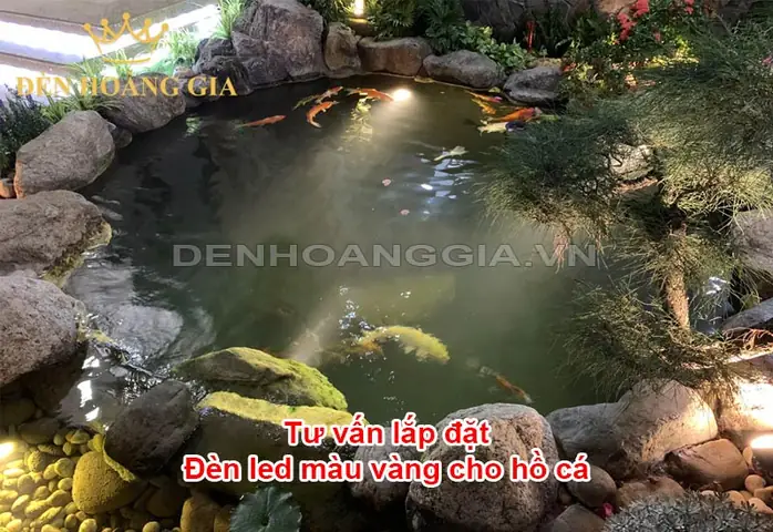 Đèn Led Vàng Hồ Cá