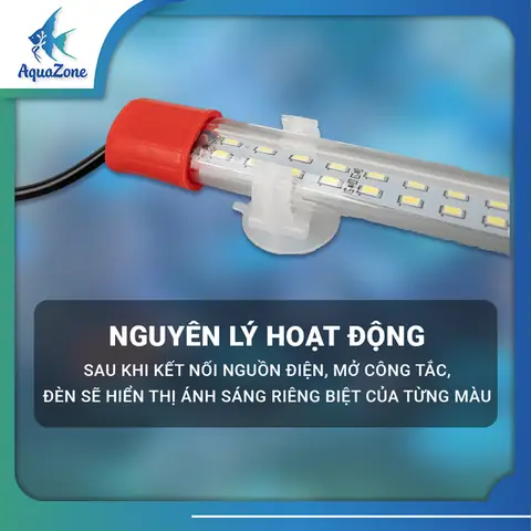 Đèn Lên Màu Cho Cá Rồng