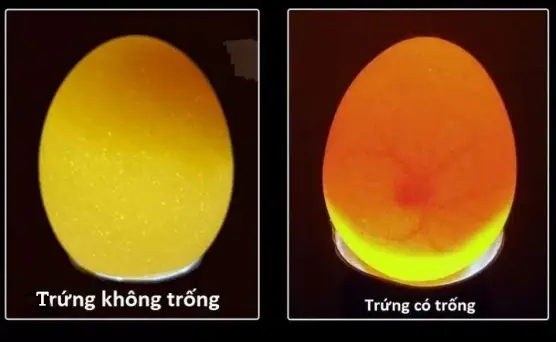 Đèn Pin Soi Trứng Gà
