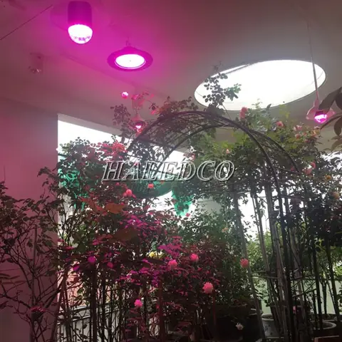 Đèn Quang Hợp Cho Hoa Hồng