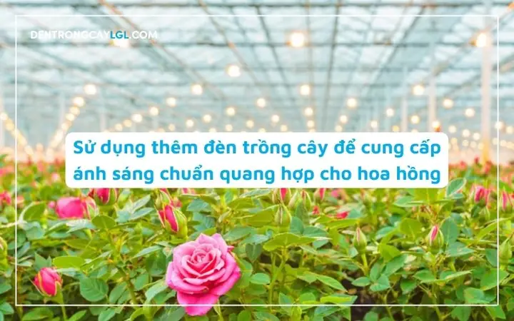 Đèn Quang Hợp Cho Hoa Hồng