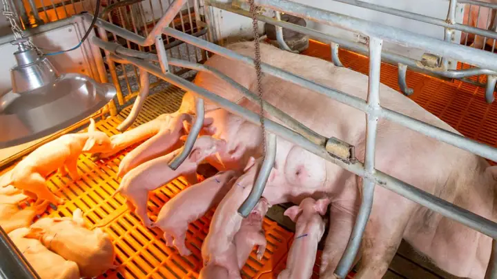 Đèn Sưởi Ấm Cho Lợn