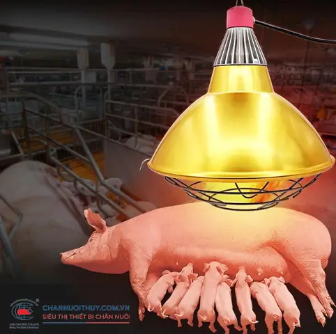 Đèn Sưởi Ấm Cho Lợn