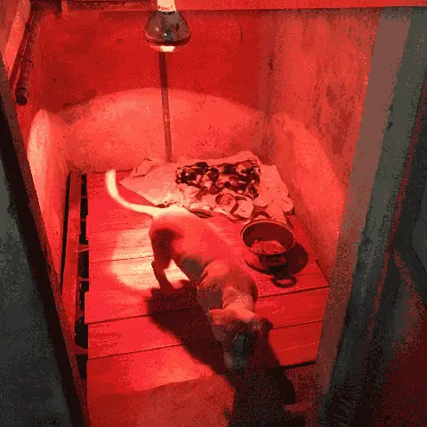 Đèn Sưởi Ấm Cho Mèo