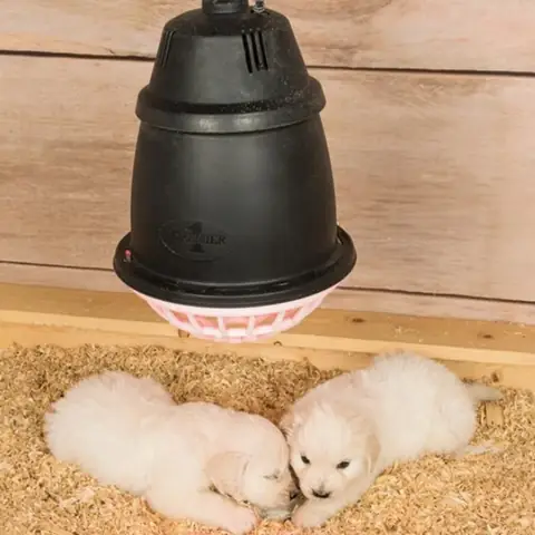 Đèn Sưởi Ấm Cho Mèo