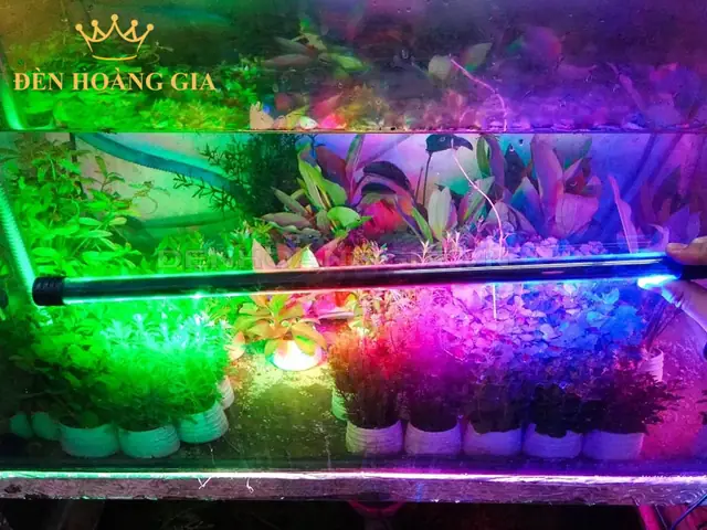 Đèn Thủy Sinh Khác Gì Đèn Thường