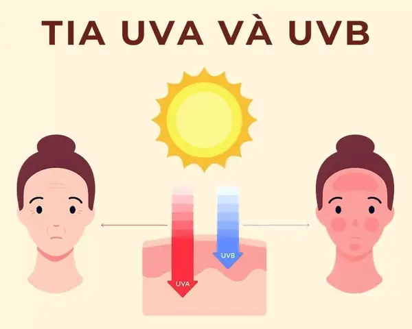 Đèn Uva Uvb Là Gì