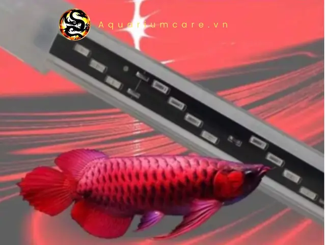 Đèn Xml 4 Hàng Bóng