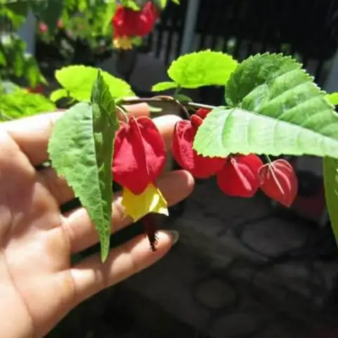 Hoa Lồng Đèn Hội An