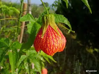 Hoa Lồng Đèn Hội An