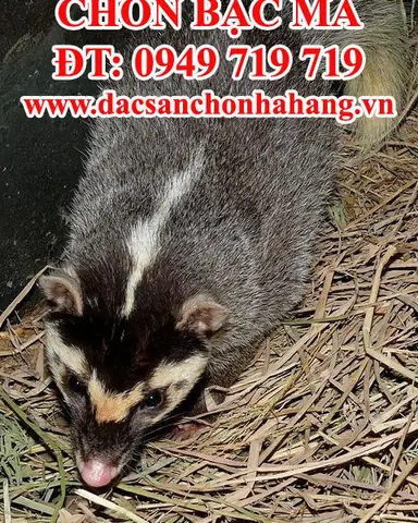 Mua Chồn Đèn Ở Đâu