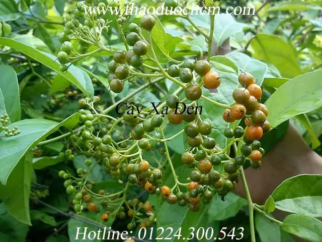 Mua Đèn Cầy Ở Đâu