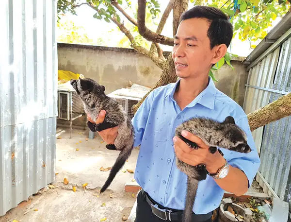 Nuôi Chồn Đèn Sinh Sản