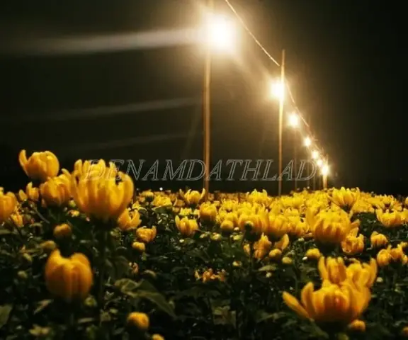 Thắp Đèn Cho Cây Mai