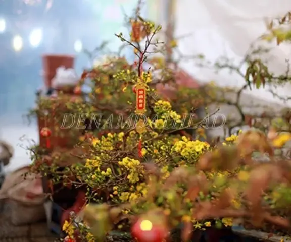 Thắp Đèn Cho Cây Mai