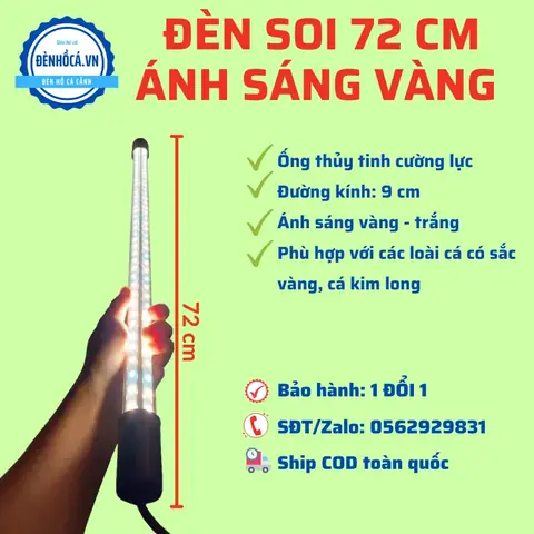 Thời Gian Bật Đèn Cho Cá Rồng