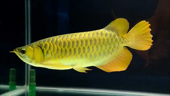 Thời Gian Bật Đèn Cho Cá Rồng