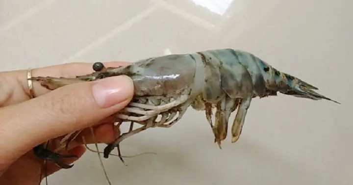 Tôm Bị Đóng Khói Đèn