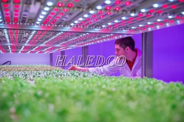 Trồng Cây Bằng Đèn Led