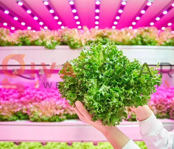 Trồng Cây Bằng Đèn Led